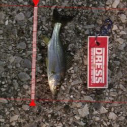 アジを探して。