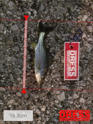 アジを探して。