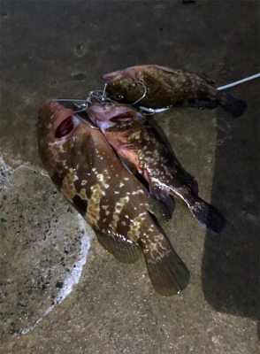 キジハタと、ガッシ〜