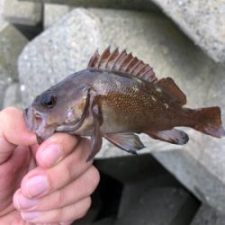 穴釣りでエゾメバル