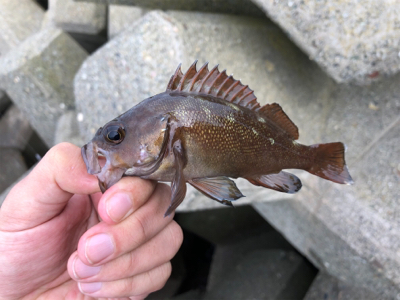 穴釣りでエゾメバル