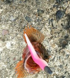 よくひきました