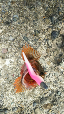 よくひきました