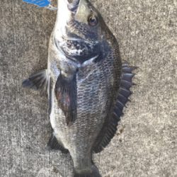 朝からテトラへ、。