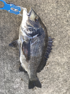 朝からテトラへ、。