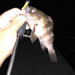 アジん…メバリング