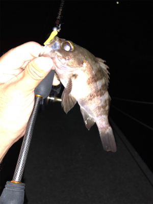 アジん…メバリング