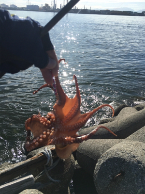 シーバスはいずこへ？