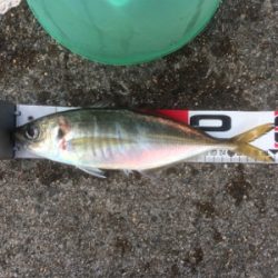 尺メクリアジ、再び