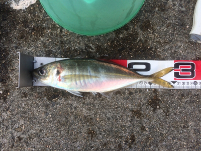 尺メクリアジ、再び