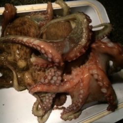 仕事終わりのタコ