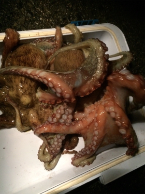 仕事終わりのタコ