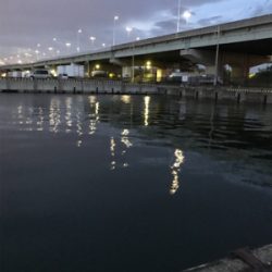 チャリコ祭りだ！