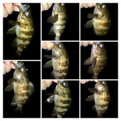 メバル時々カサゴ偶にアジ