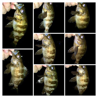 メバル時々カサゴ偶にアジ