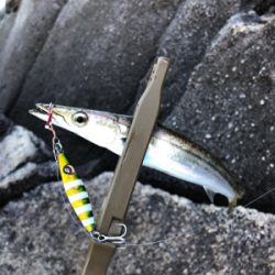 マイクロジグで朝一だけ