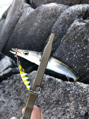 マイクロジグで朝一だけ