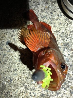 こましなケンサキとガシラ