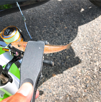 まだ濁り消えずだがキス好調