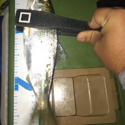 狙い通りのシーバス