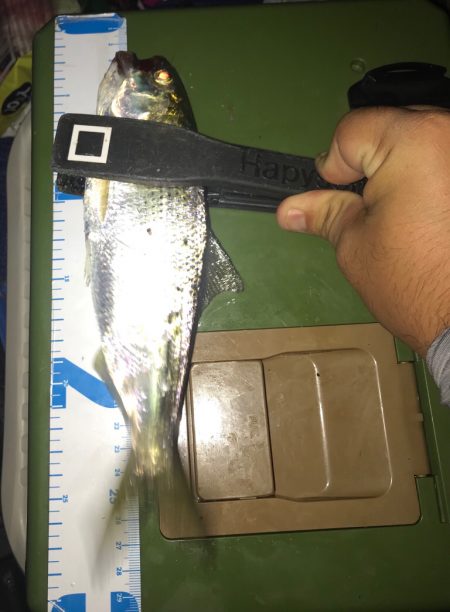 狙い通りのシーバス