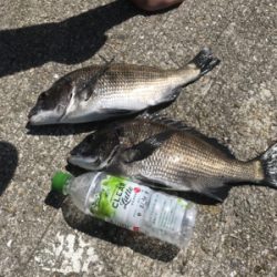 盆休み初日 朝マズメフカセ