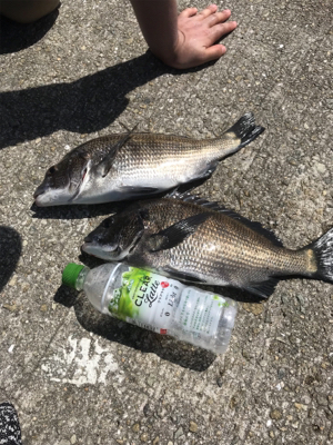 盆休み初日 朝マズメフカセ