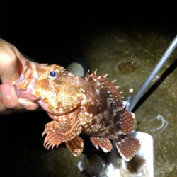 久しぶりのコロタマ