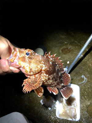 久しぶりのコロタマ