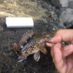 ロックフィッシュ！