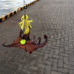 朝まづめオクトパッシング