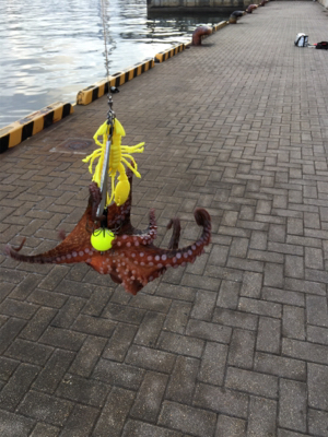 朝まづめオクトパッシング