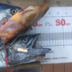 ヨットからショアジギング