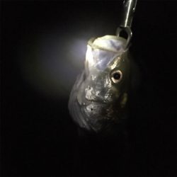 厳しい中でも…