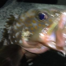 キジハタゲーム