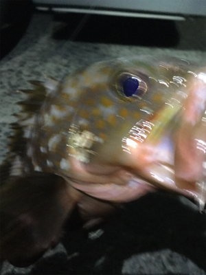 キジハタゲーム