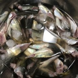 サビキ釣りメイン