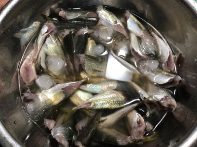 サビキ釣りメイン