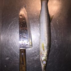 チョイ投げ五目釣り