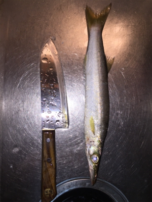 チョイ投げ五目釣り