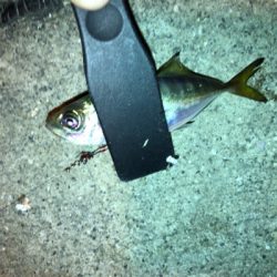 ナイトアジング