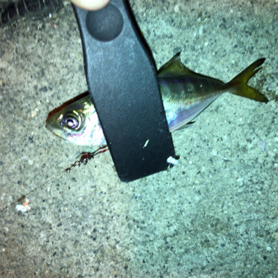 ナイトアジング