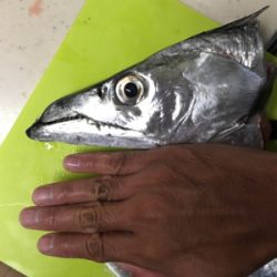 船タチ、スタート