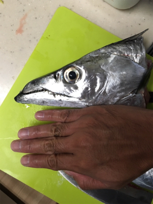 船タチ、スタート