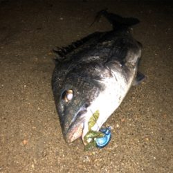 高活性チニング