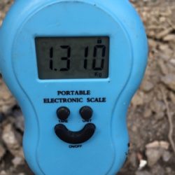 まさかのルアーで!