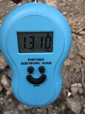 まさかのルアーで!