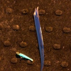 キバ族のシーズン