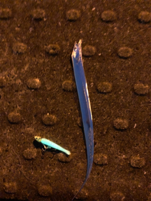 キバ族のシーズン