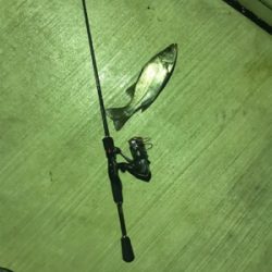 シーバス、アジ